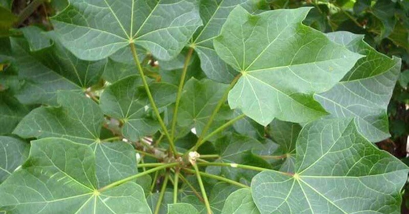 Penggunaan Daun Jarak