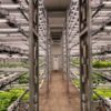 Revolusi Pertanian: Menjelajahi Dunia Teknologi Pertanian Vertikal (Vertical Farming Tech)